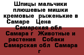 Шпицы мальчики плюшевые мишки кремовые, рыженькие в Самаре › Цена ­ 23 000 - Самарская обл., Самара г. Животные и растения » Собаки   . Самарская обл.,Самара г.